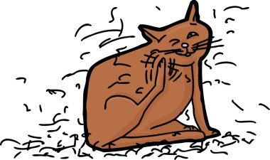 Kahverengi Kitty saç dökülme