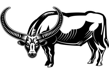  Kızgın siyah bufalonun resmi. Güçlü, sağlıklı boğa. 