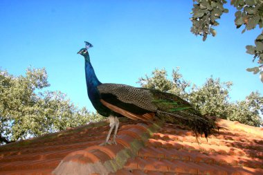 Erkek Hintli Peafowl çatıda