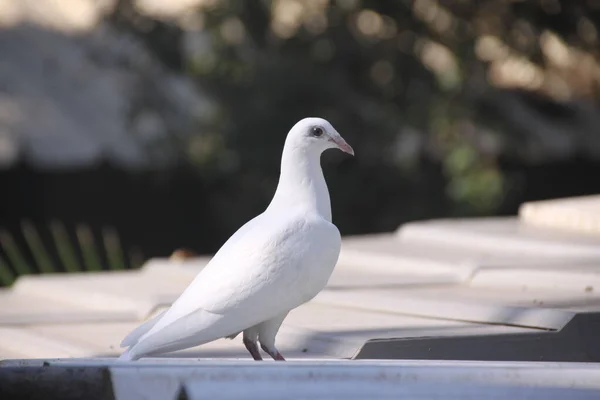 Beautiful White Pigeon White Dove — Stock Photo, Image