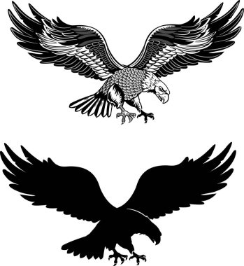 Kel Amerikan kartalının tasviri