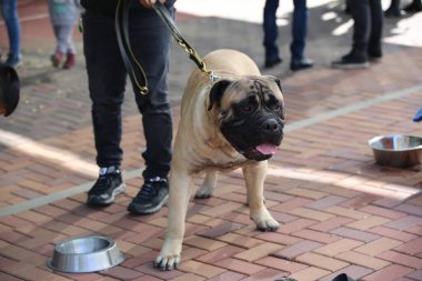 Önünde safkan bir köpeğin portresi