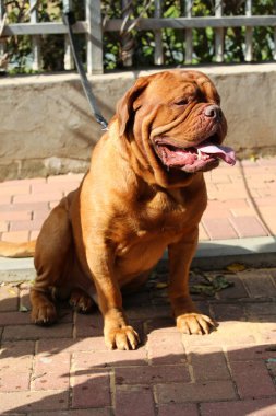 Önünde safkan bir köpeğin portresi