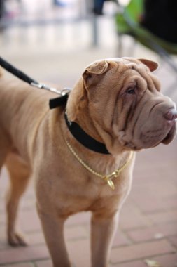 Önünde safkan bir köpeğin portresi