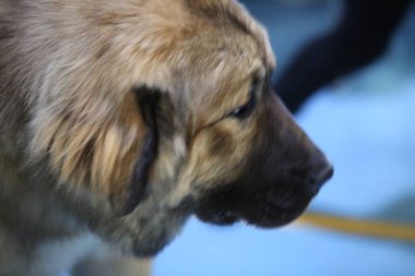 Önünde safkan bir köpeğin portresi