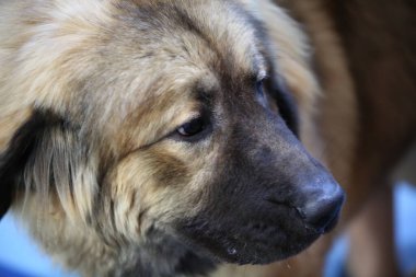 Önünde safkan bir köpeğin portresi