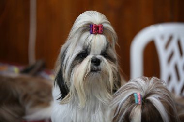 Önünde safkan bir köpeğin portresi