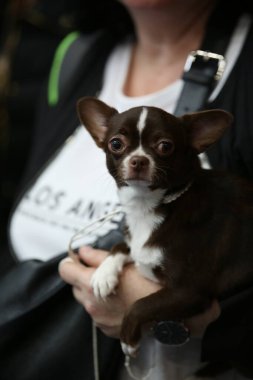 Önünde safkan bir köpeğin portresi