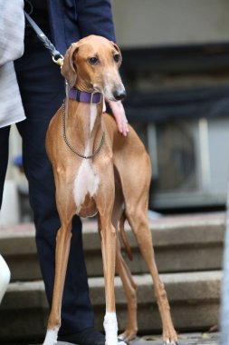 Önünde safkan bir köpeğin portresi 