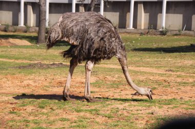Bir devekuşu çimlerde ot yer.