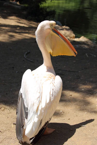 Büyük beyaz ya da doğu beyaz pelikanı