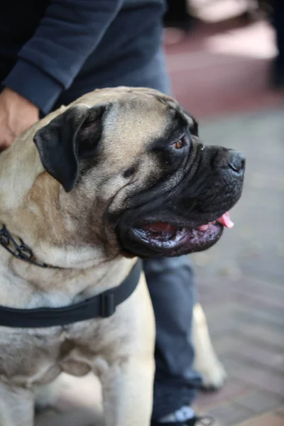 Porträtt Renrasiga Hundar Framför — Stockfoto