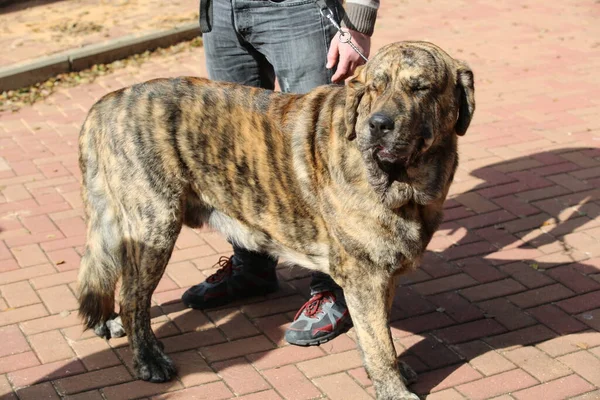 Portrett Renraset Hund Foran – stockfoto