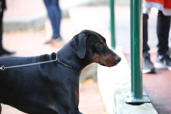 Portrett Renraset Hund Foran – stockfoto