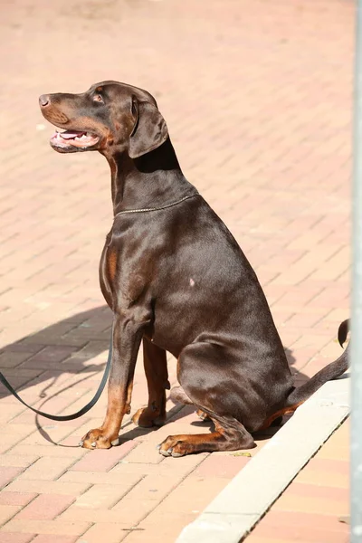 Πορτρέτο Καθαρόαιμου Σκύλου Μπροστά — Φωτογραφία Αρχείου
