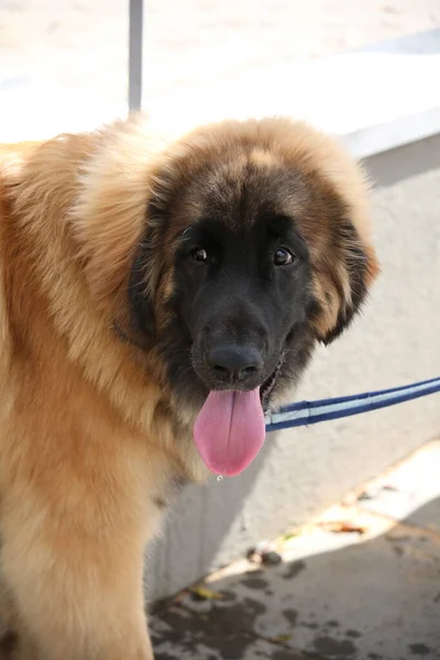 Porträt Eines Reinrassigen Hundes Vor — Stockfoto