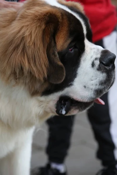 Portrait Chien Race Devant — Photo