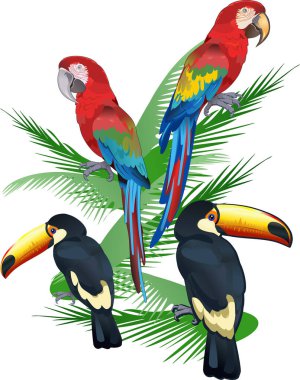 Kızıl Papağan Macaw 'ın çizimi