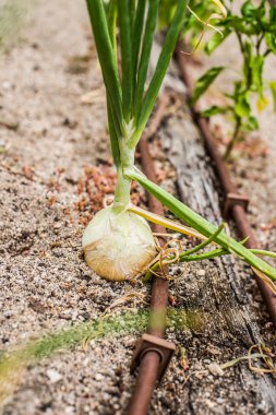 soğan Sebze Bahçe.