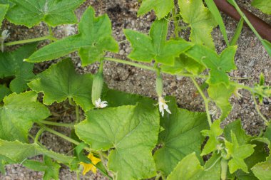 Bir sebze bahçesi turşu.