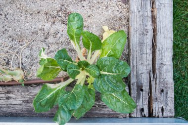 Pazı bir sebze bahçesi.