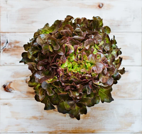 Oak leaf lettuce. — Stock Photo, Image