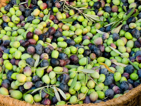 Fresh olives in a rustic basket.