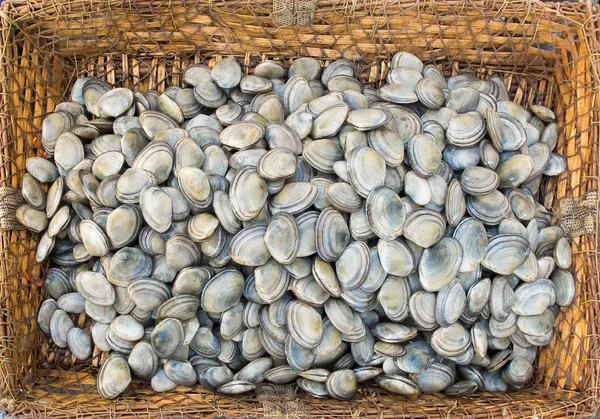 Frische Venusmuscheln im rustikalen Korb. — Stockfoto