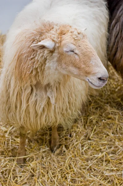 Typical Lacha sheep of Basque Country, Spain — Stock Photo, Image