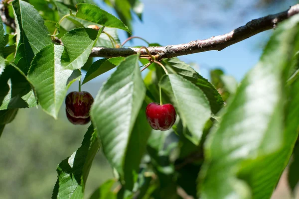 Cherries from Valle del Jerte in Spain. — Stock Photo, Image