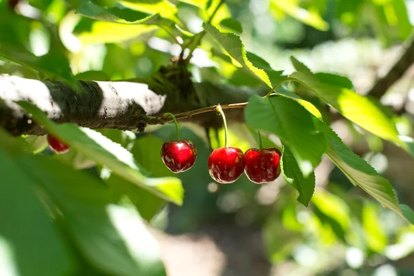 Cherries from Valle del Jerte in Spain. — Stock Photo, Image