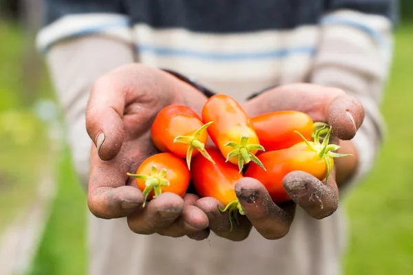 Ekologisk mogna Hand en unga män skörden mogna tomater. — Stockfoto