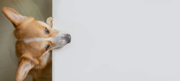 Perro Corgi Sube Mesa Blanca Mirando Hacia Adelante Zona Para — Foto de Stock