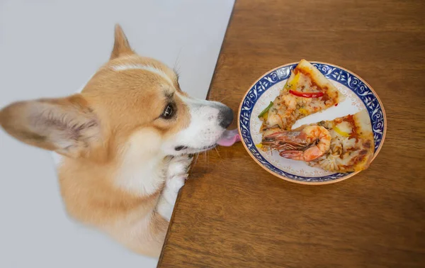 Perro Corgi Sube Mesa Madera Tratar Lamer Pizza Plato Sala — Foto de Stock