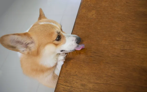 Corgi Dog Climbs Wooden Table Lick Table Kitchen Room — Stock Photo, Image