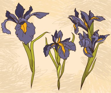 Set beautiful irises flowers on hand drawn background clipart