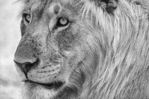 Portrait of a lion — Stock Photo, Image