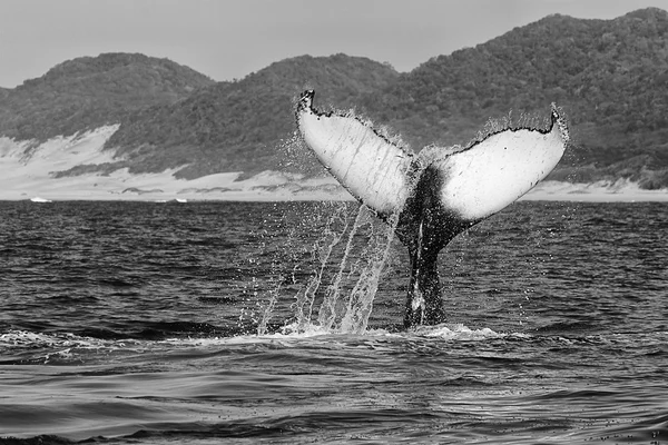 Baleia jubarte (preto e branco) mergulho África do Sul — Fotografia de Stock