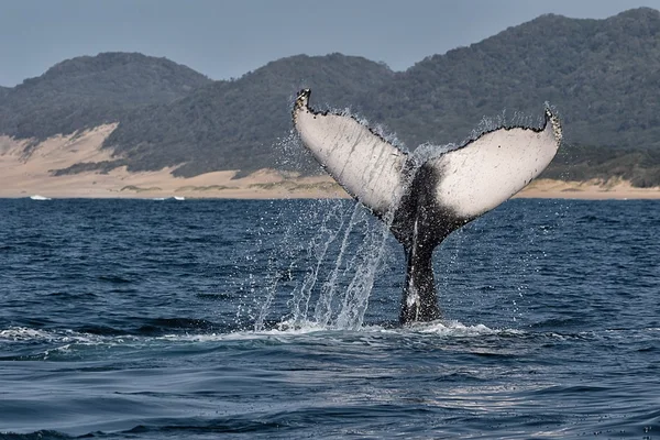 Baleia jubarte mergulho África do Sul — Fotografia de Stock