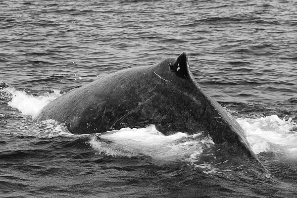 Baleia jubarte (preto e branco) mergulho perto de st lucia África do Sul — Fotografia de Stock