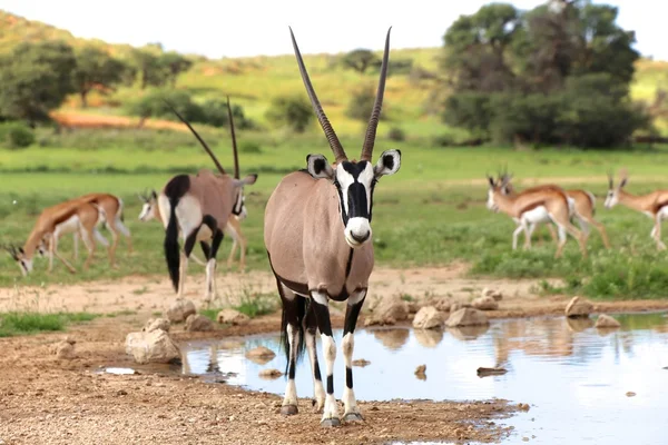 yakınındaki bir su birikintisinin kgalagadi Sınırötesi park Güney Afrika, Afrika antilobu