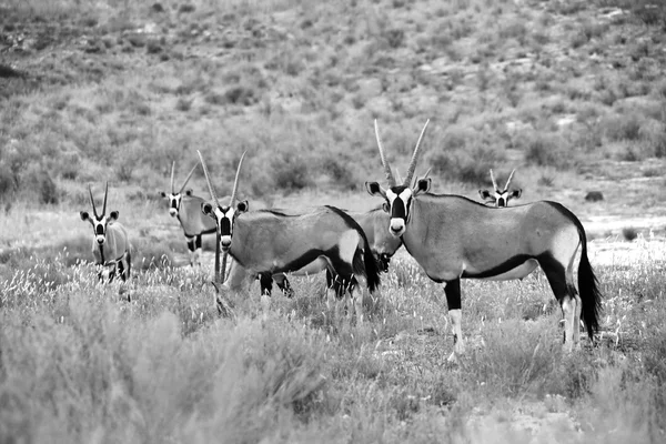 Oryxherde im Kgalagadi Nationalpark in Südafrika — Stockfoto