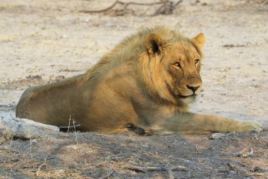 etkin Milli Parkı Namibya bırakmasını aslan
