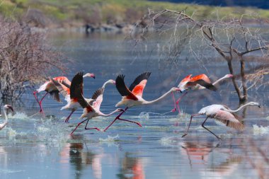 flamingoes taking off at bogoria lake kenya clipart