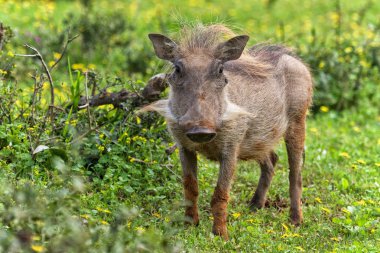 addo elephant Park warthog portresi