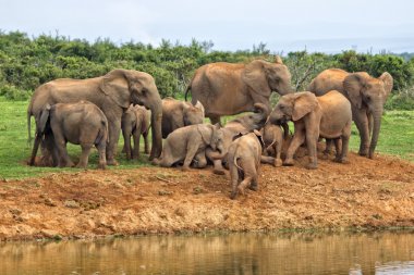 herd of elephants near a waterhole at addo elephant park  clipart