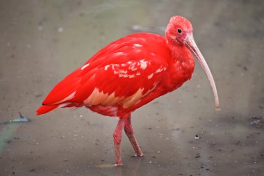 Harika bir kırmızı Ibis