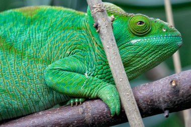 Harika bir yeşil bukalemun