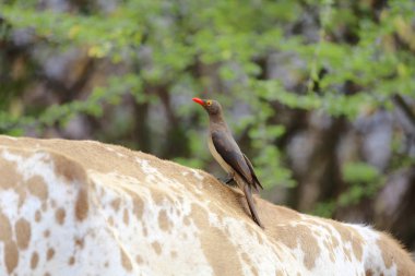 oxpecker on the back of a cow at bogoria lake clipart