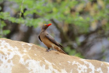 oxpecker on the back of a cow at bogoria lake kenya clipart